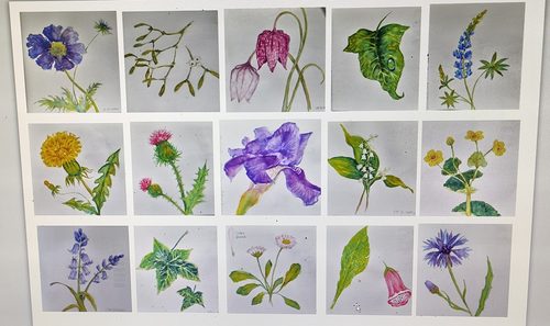 Chrissy F, My botanicals from sketchbook, watercolour.